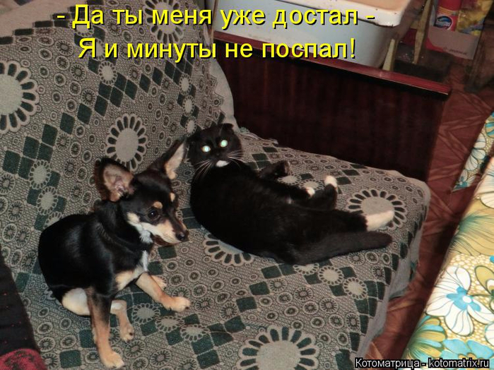kotomatritsa_E (700x524, 415Kb)