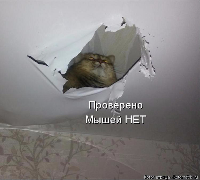 kotomatritsa_H (700x630, 215Kb)