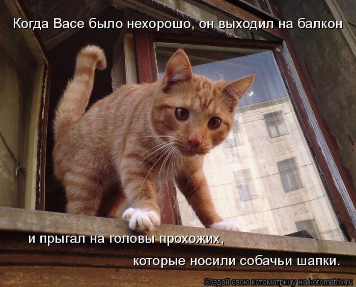 kotomatritsa_jl (700x563, 425Kb)
