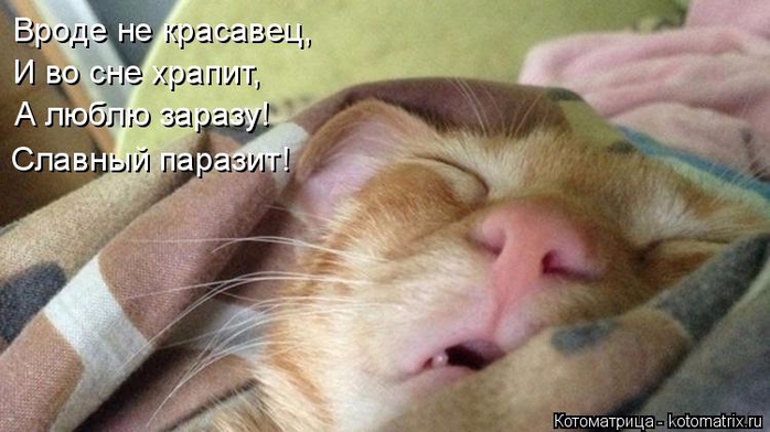 kotomatritsa_p (700x392, 276Kb)