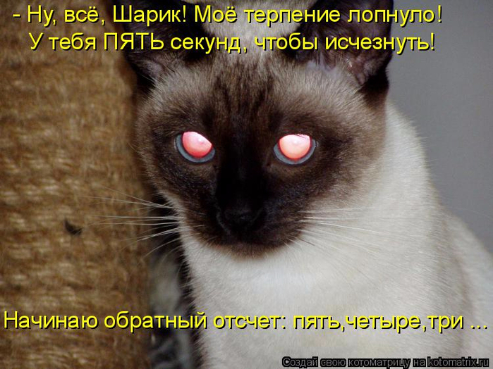kotomatritsa_U (700x524, 393Kb)