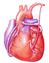 heartbeat (100x129, 22Kb)