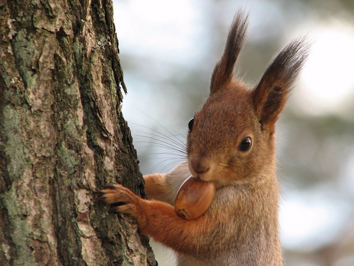 cute_funny_hungry_squirrels6 (700x525, 363Kb)