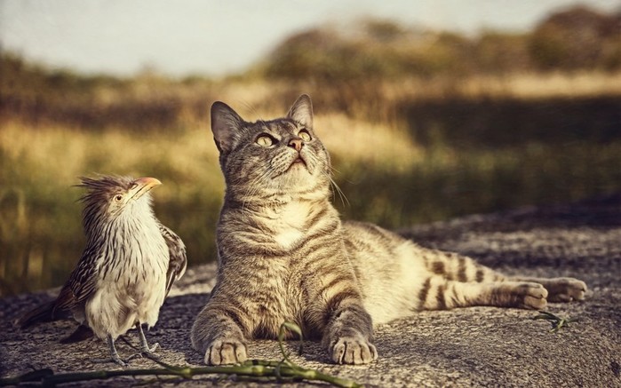 Animals___Various_together_Bird_and_cat_looking_up_105524_ (700x437, 84Kb)