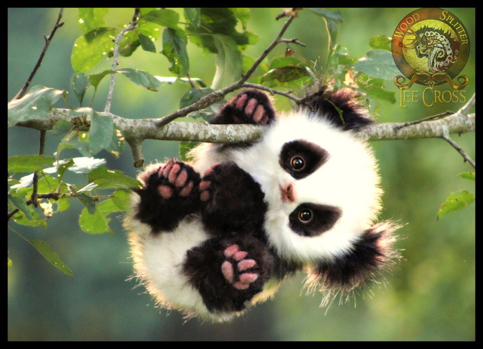 180852-panda-pics (700x506, 381Kb)