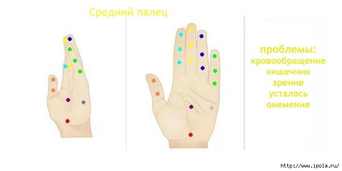 alt="Связь между пальцами рук и внутренними органами"/2835299_Svyaz_mejdy_palcami_ryk_i_vnytrennimi_organami3 (700x350, 57Kb)