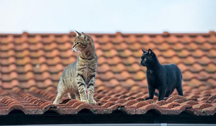 Cats_Roof_Two_512856_1024x600 (700x410, 110Kb)