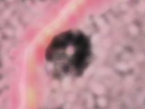 s38704889 (500x375, 25Kb)