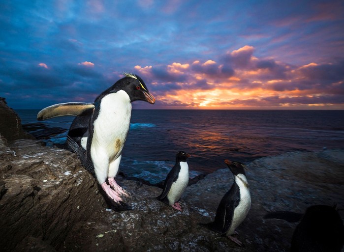Королевские пингвины в объективе