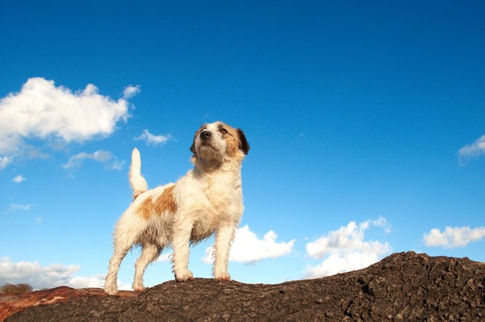 Веские причины завести собаку, подтвержденные научными исследованиями