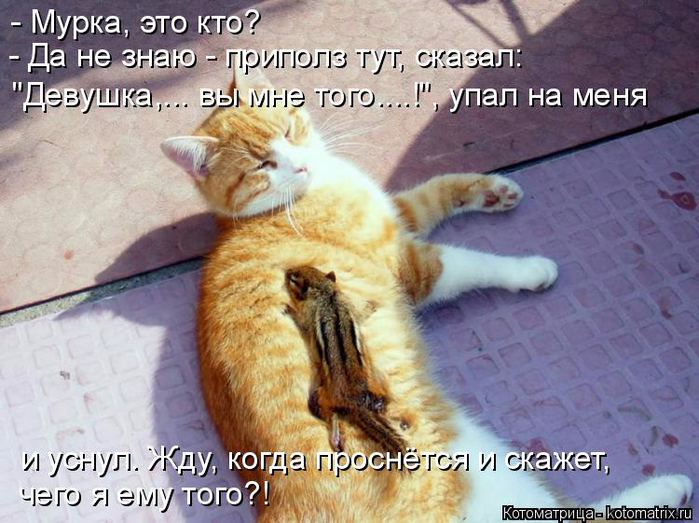 kotomatritsa_- (1) (700x523, 394Kb)