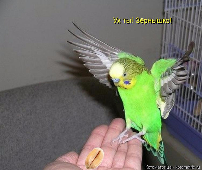 kotomatritsa_G (700x589, 287Kb)
