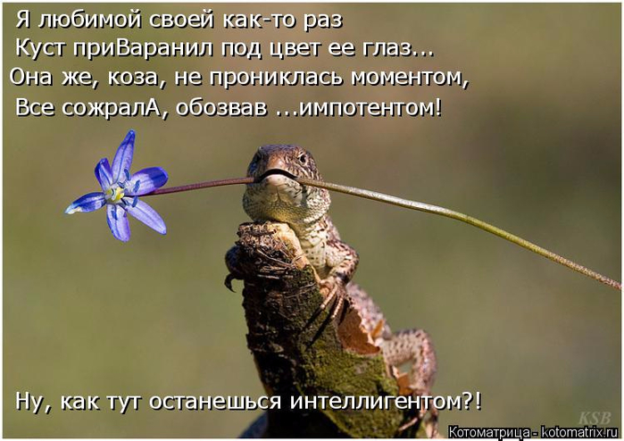 kotomatritsa_r (700x494, 302Kb)