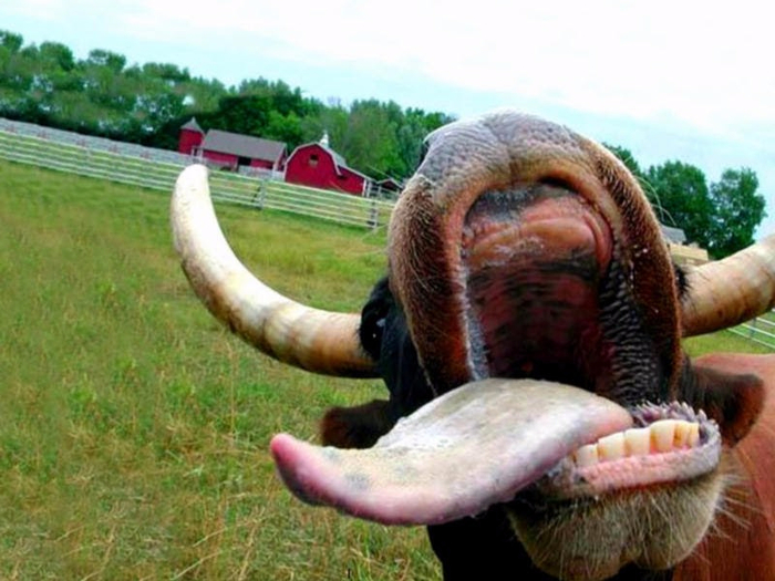 bull-sticking-out-tongue-wallpaper (700x525, 354Kb)