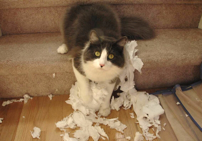 cat_destructive_toilet_bathroom_paper (700x489, 338Kb)