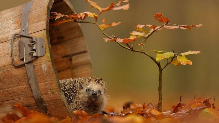 1508681379_eereed (700x394, 47Kb)