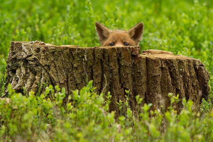 Рыжие пушистики: фотоподборка очаровательных лис