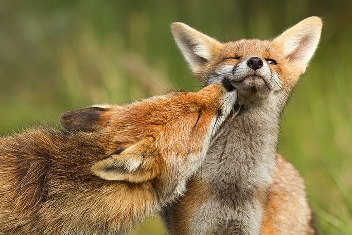 Рыжие пушистики: фотоподпорка очаровательных лис
