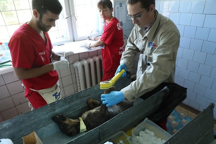 Программа «Собаки Чернобыля»   работа ветеринаров и экспертов по радиации в зоне отчуждения