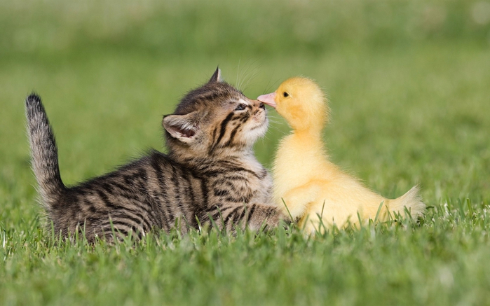 Kitten-and-duckling-friendship_1680x1050 (700x437, 283Kb)