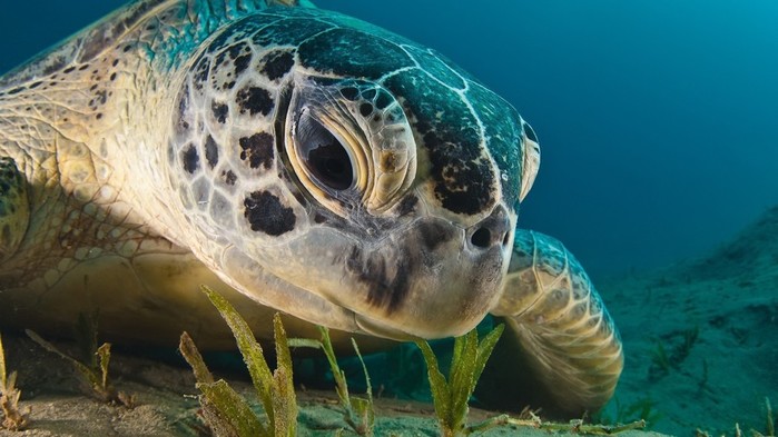 Animals___Under_water_Turtle_eats_algae_098234_ (700x393, 77Kb)