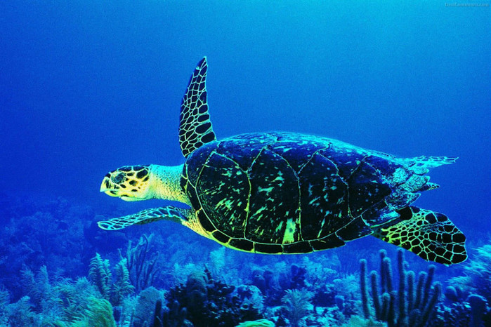 Turtle-Deep-Sea-800x533 (700x466, 134Kb)