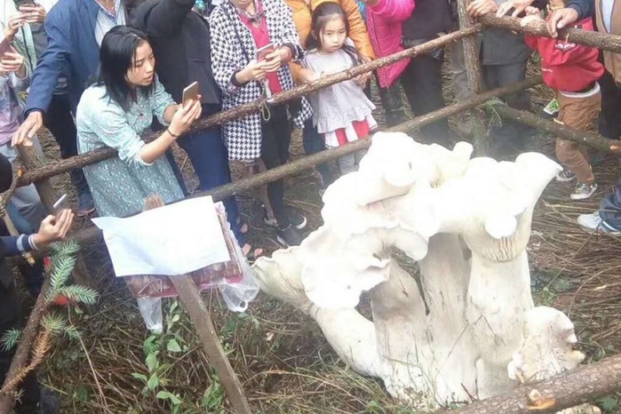 Пожилой китаец нашел короля всех грибов
