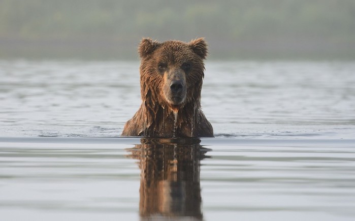 Дикая природа России   фотограф натуралист Игорь Шпиленок