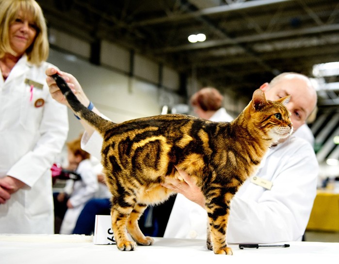 Выставка кошек в Великобритании. Сотни участников конкурса в Бирмингеме!
