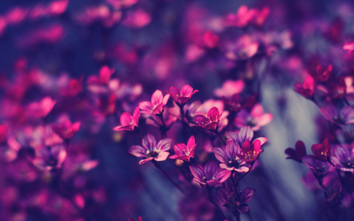 blue-flower-wallpaper-tumblr-little-purple-flowers-ZkMuvz (700x437, 273Kb)