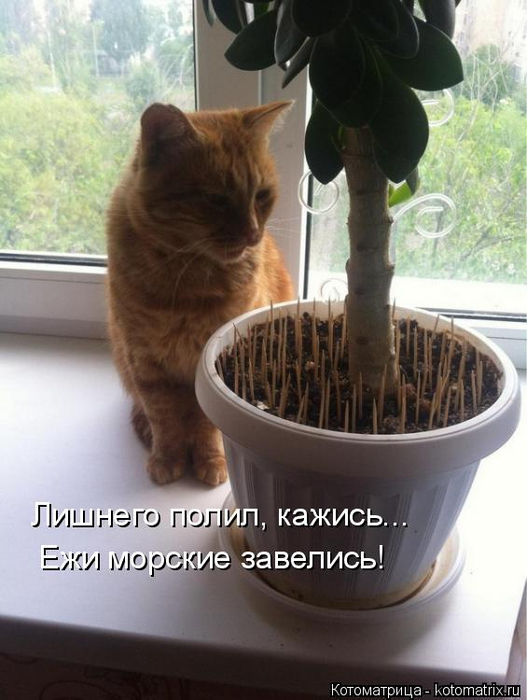 Котоматрица  - Страница 39 138224926_17