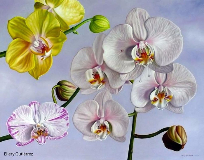 Цветы художника Эллери Гутьеррес (Ellery Gutierrez)11 (700x548, 330Kb)