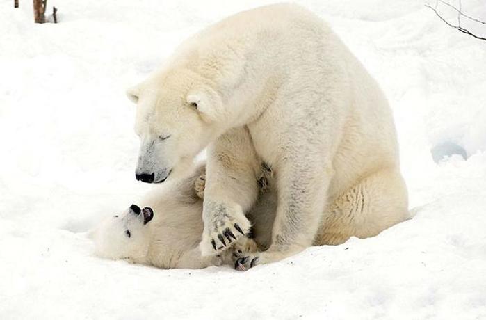 Очаровательный белый медвежонок с мамой медведицей в финском парке