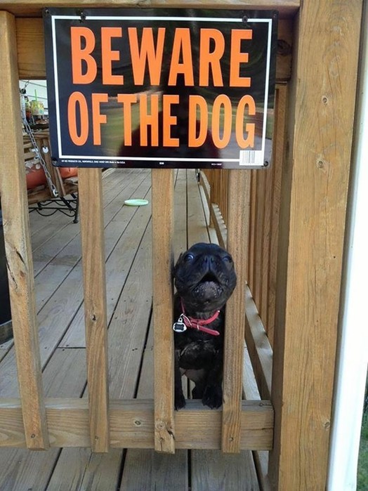 Осторожно, злые собаки! Но их почему то хочется немедленно погладить