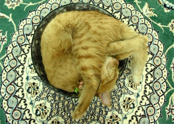 1369421226_sleeping_cats_08 (700x499, 400Kb)