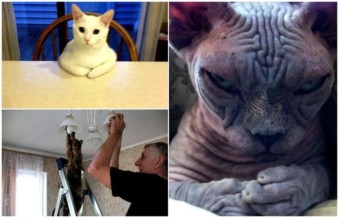 Доказательства, что наши коты — пришельцы. 17 фотографий