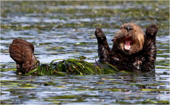 Необычный конкурс Comedy Wildlife Photography Awards 2017