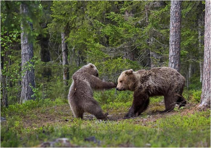 Необычный конкурс Comedy Wildlife Photography Awards 2017