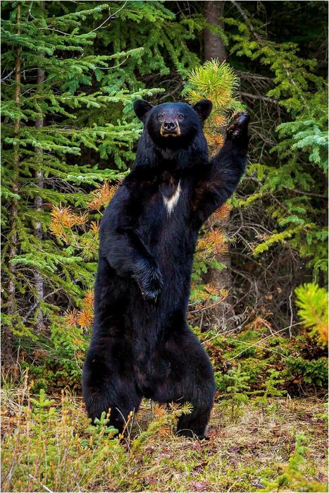 Необычный конкурс Comedy Wildlife Photography Awards 2017