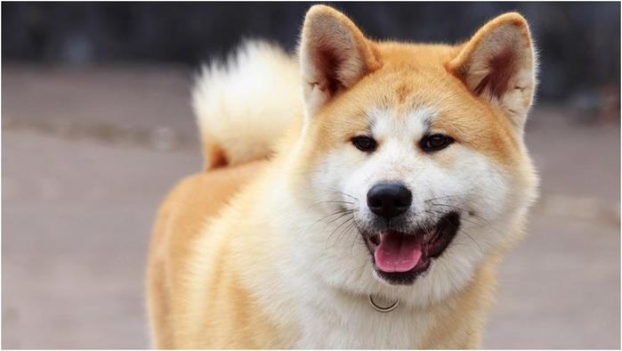 10 самых дорогих и очаровательных пород собак в мире