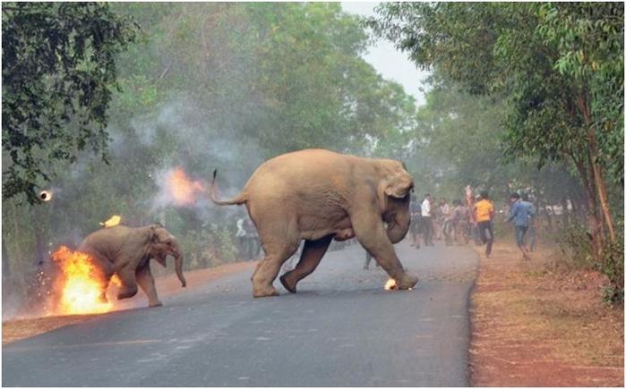 Фотография слона со слонёнком, спасающихся от толпы людей, победила в конкурсе