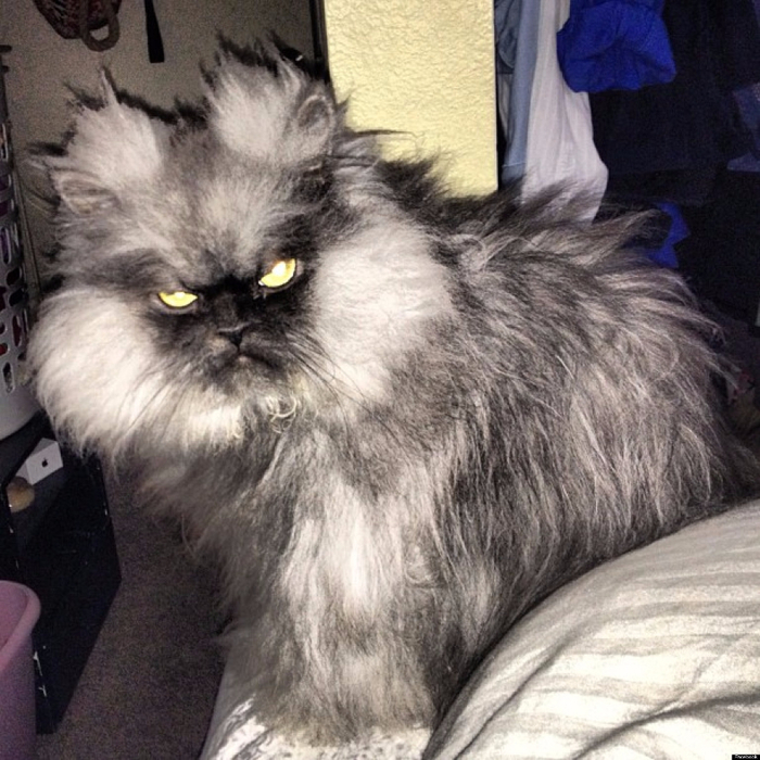 o-ANGRIEST-CAT-COLONEL-MEOW-facebook (700x700, 459Kb)