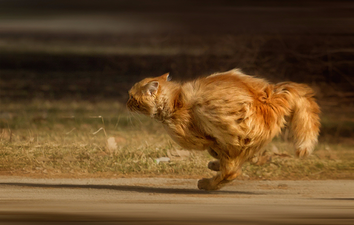image_562802151313118929455 (700x445, 315Kb)