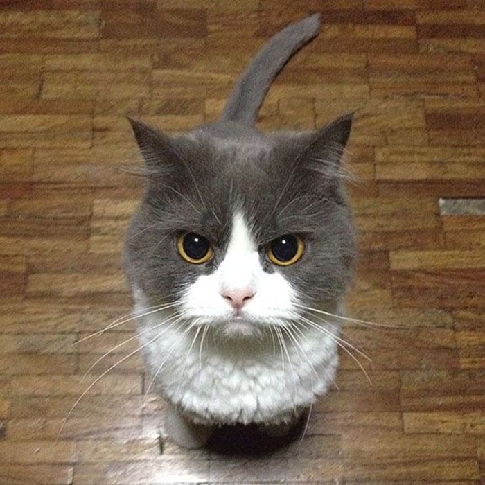 wsi-imageoptim-guilefulcats19 (700x700, 140Kb)