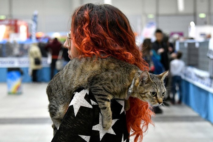 Международная кошачья выставка SuperCatShow (фотографии)