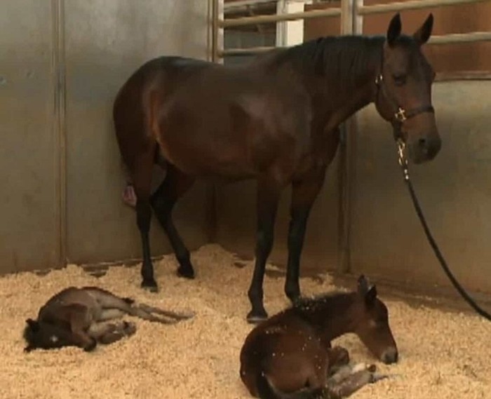 Сеть восхитили маленькие новорожденные лошадки феномены