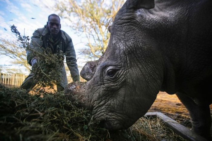 Последний в мире белый носорог слишком стар, чтобы иметь детей