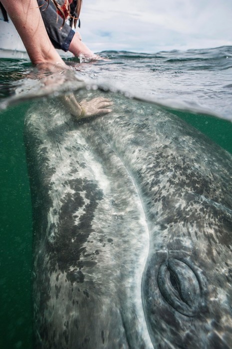 Самый дружелюбный кит в мире (фотографии)