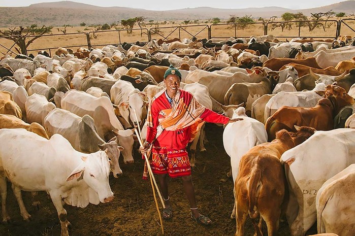 Родственники масаев   кочевое племя самбуру из Кении
