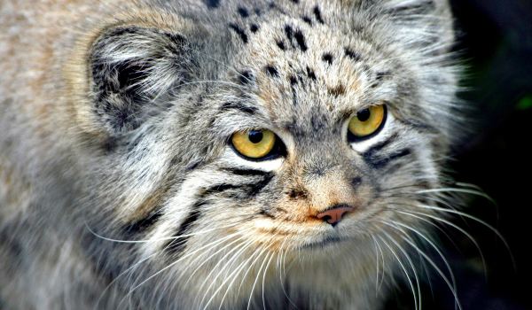 image000000000 (600x350, 49Kb)